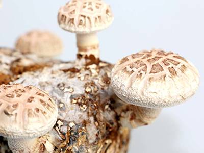 自主培育的香菇菌棒质量好-七河生物-自主培育的香菇菌棒培养